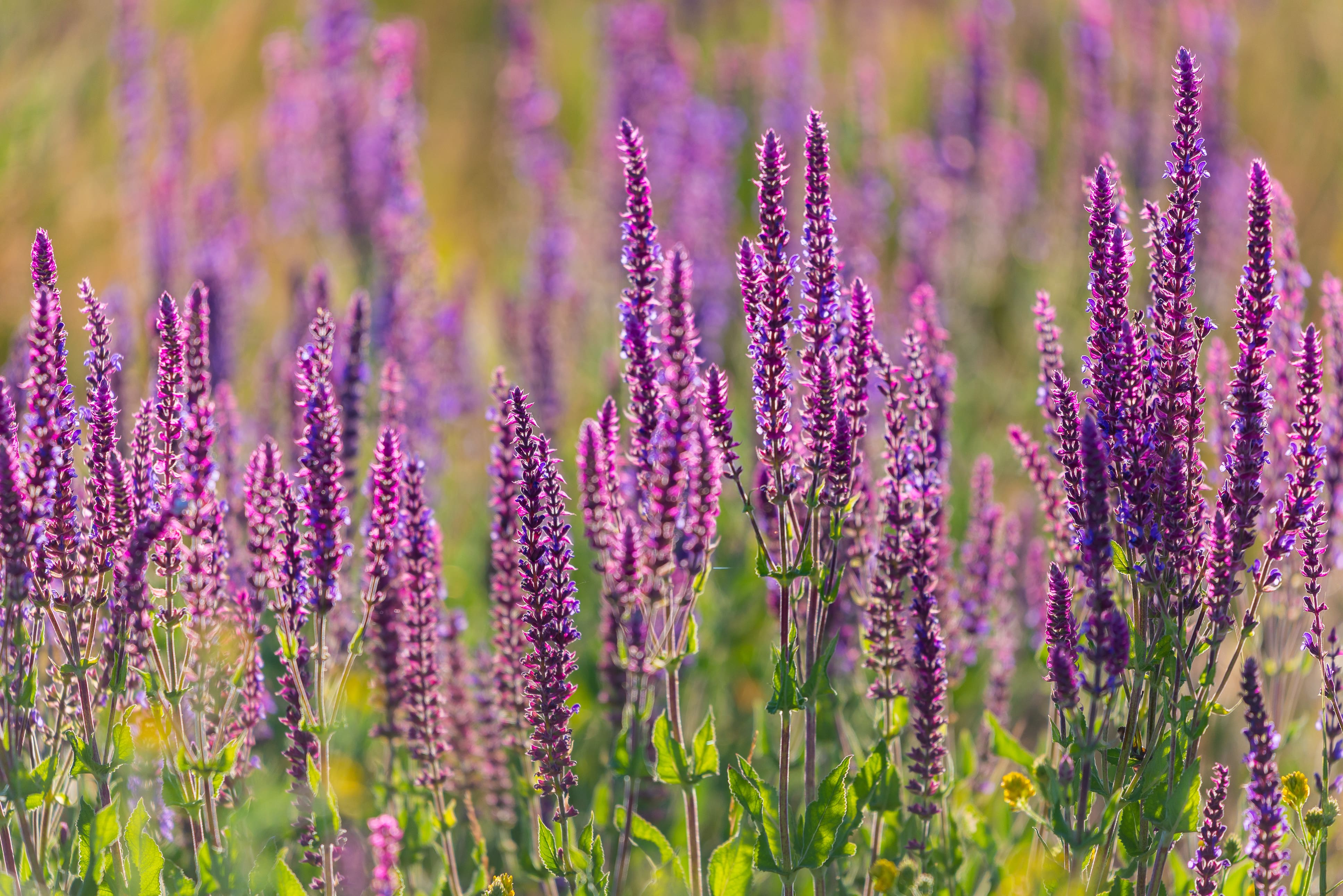 AdobeStock_208592588-min.jpeg